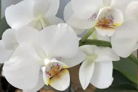 white orchid