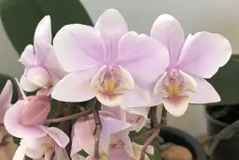 Pink Orchid