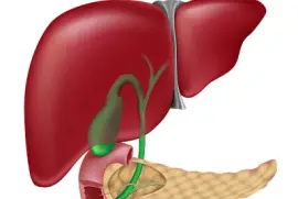 higado jigsaw puzzle