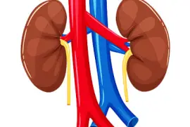 pulmones jigsaw puzzle