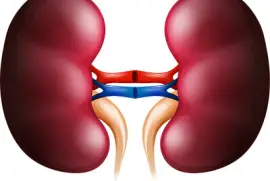 riñones jigsaw puzzle