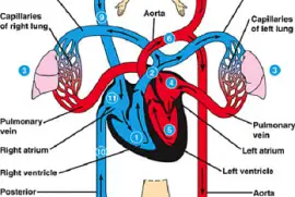 Circulatory System