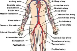 Major Veins and Arteries