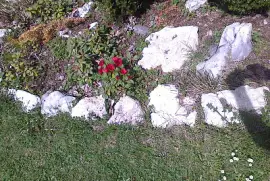 Rhododendrons Chaumont