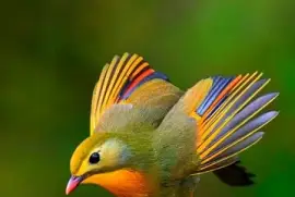 oiseau jigsaw puzzle