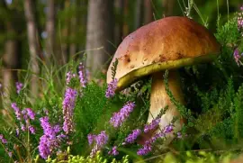 champignon jigsaw puzzle