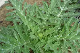 legume jigsaw puzzle