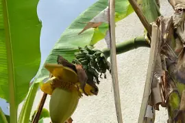 bananier jigsaw puzzle