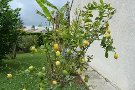 citronnier jigsaw puzzle