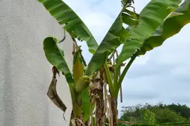 bananier jigsaw puzzle