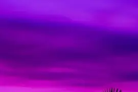 Palm Leaves and Purple Sky