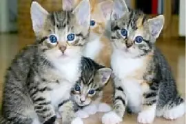 Quadruple Tabby Family