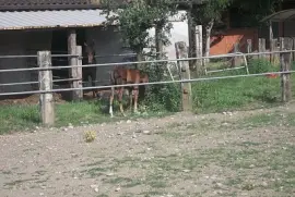 il puledro jigsaw puzzle