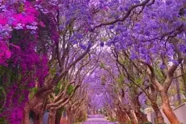 paysage jigsaw puzzle