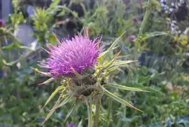 thistle