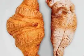 Croissant Cat