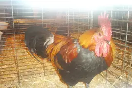 notre emblème francais