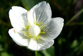 פאזל של Parnassie des marais