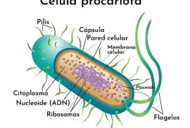 ROMPECABEZAS DIGITAL(CELULA PROCARIOTA) E3   3E