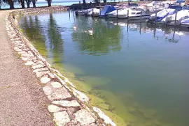 Auvernier petits cygnes