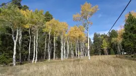 Aspens on Casper Mountain