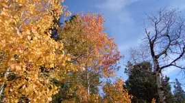 Aspens on Casper Mountain
