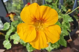 Yellow Nasturtium