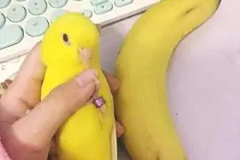 Banana