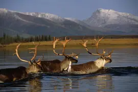 Caribou swimming