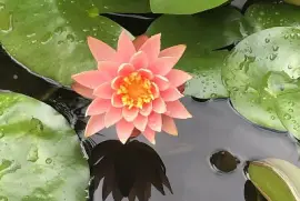 Water lily after rain
