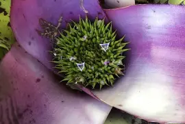 Bromeliad, purple 1