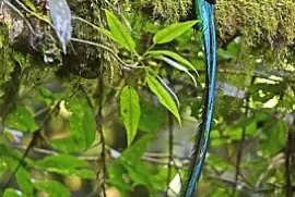 Resplendent Quetzal