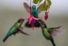 Hummingbirds with fuschia