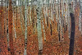 bosco di betulle - Klimt