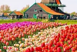 Tulipanes jigsaw puzzle