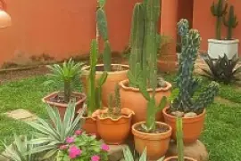 Patio decorado jigsaw puzzle