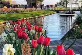 Tulipanes jigsaw puzzle