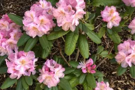 Rhododendron 1, Asheville