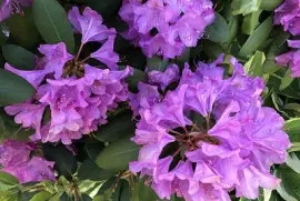 Rhododendron 2, Asheville