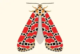 פאזל של falena