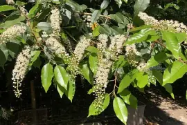 Virginian Willow, Castle Hedingham