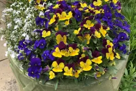 Pot of spring flowers, Asheville