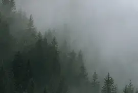 פאזל של NEMOROSO