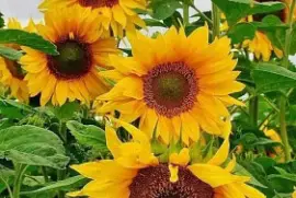 Girasoles