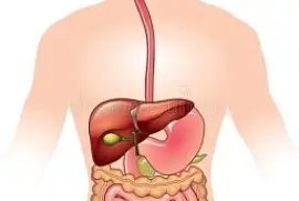 Rompecabezas digestivo