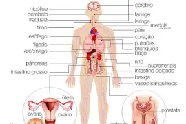 descubra todas as peças e complete!