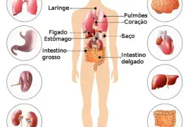 quebra cabeça corpo humano