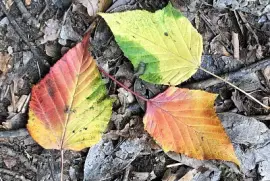 Colourful autumn leaves