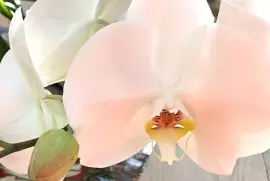 Peachy orchid flower