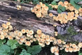 Forest mushrooms autumn